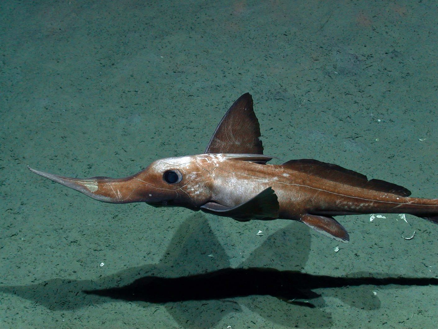 Long-nosed chimaera in the Arabian Sea in 1975, at an ocean depth of 1975 metres.