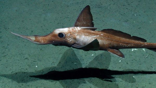 Long-nosed chimaera in the Arabian Sea in 1975, at an ocean depth of 1975 metres.