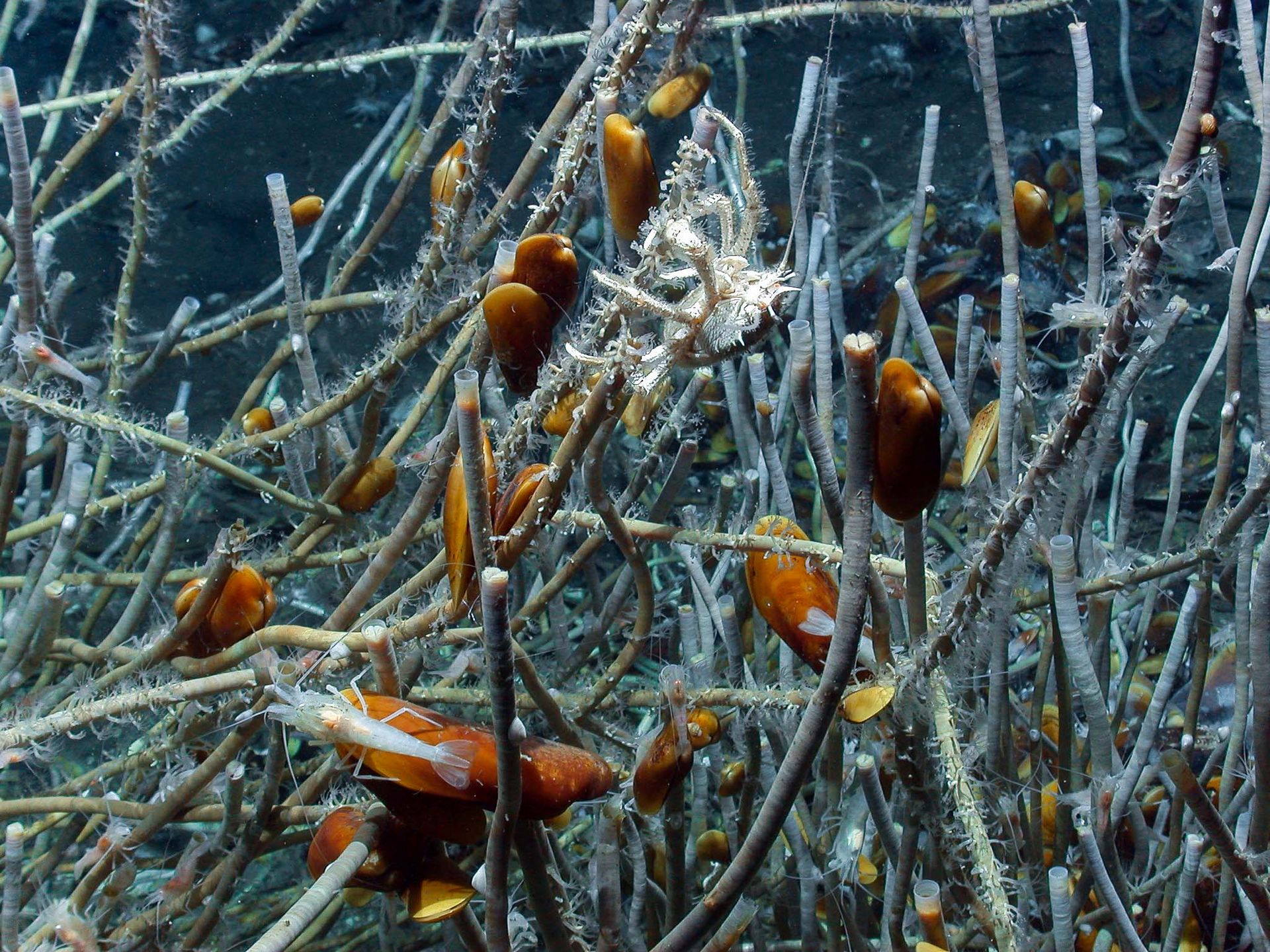 Only a tiny fraction of the deep sea has been explored—crabs, shrimp and mussels in a beard worm colony at an ocean depth of 3100 metres in the Atlantic, off the coast of West Africa.