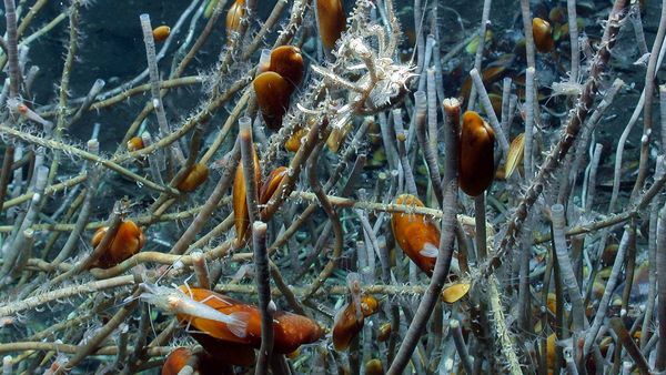 Only a tiny fraction of the deep sea has been explored—crabs, shrimp and mussels in a beard worm colony at an ocean depth of 3100 metres in the Atlantic, off the coast of West Africa.