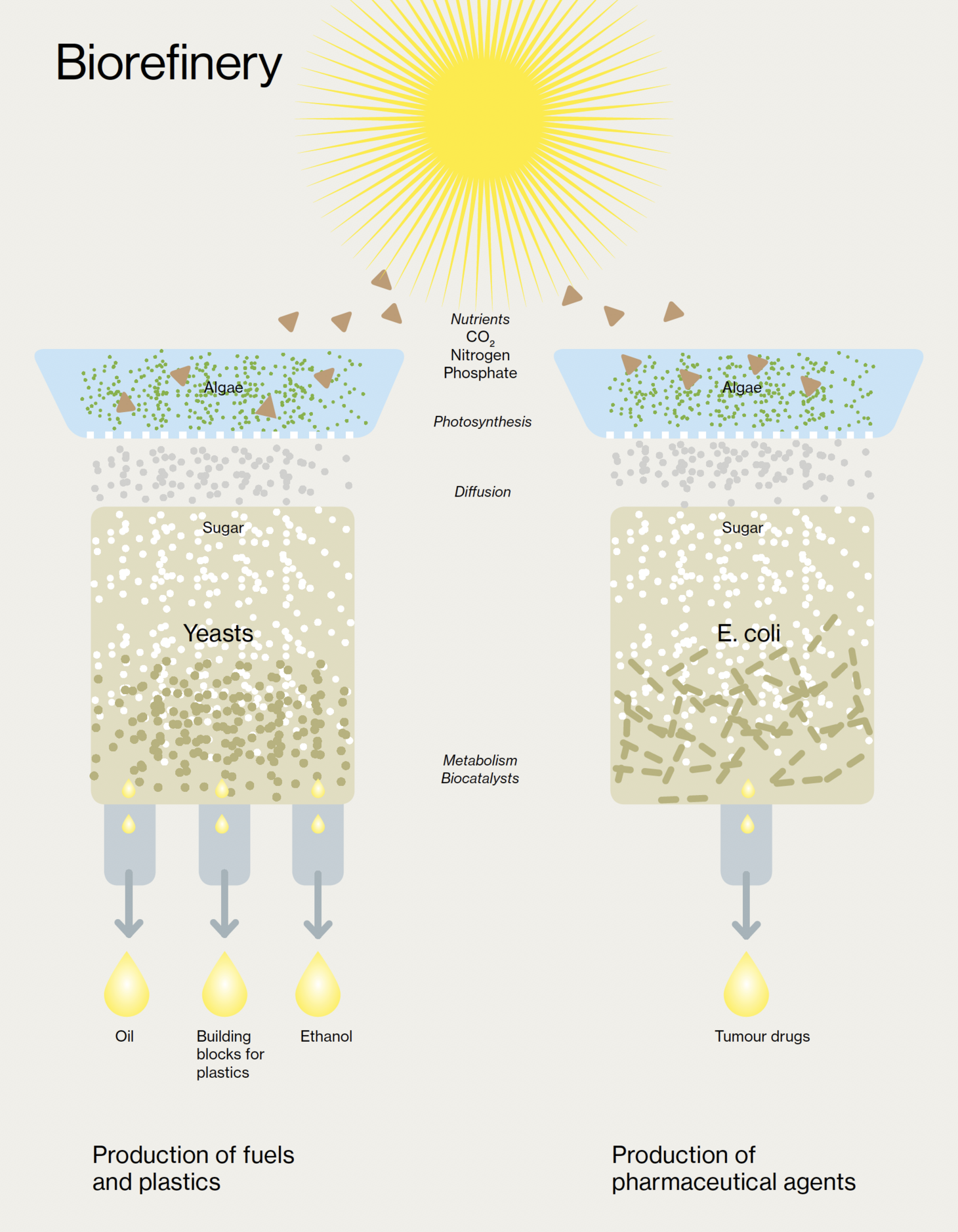 Illustration of the biorefinery